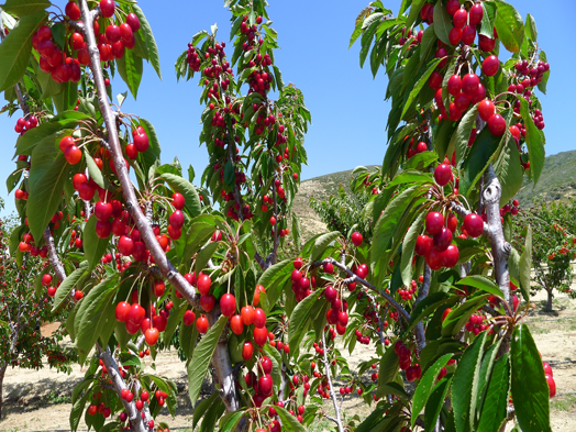 cách trồng hạt giống cherry