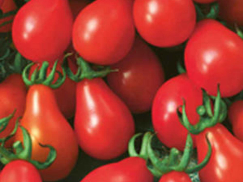 hướng dẫn chăm sóc cà chua lê đỏ