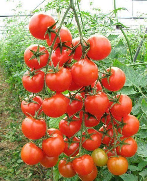 hạt giống cà chua