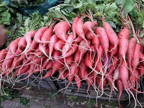 hạt giống rau củ cải đỏ