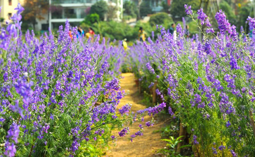 cách trồng hoa violet