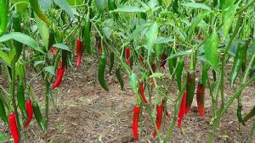 cách trồng ớt đậu đỏ