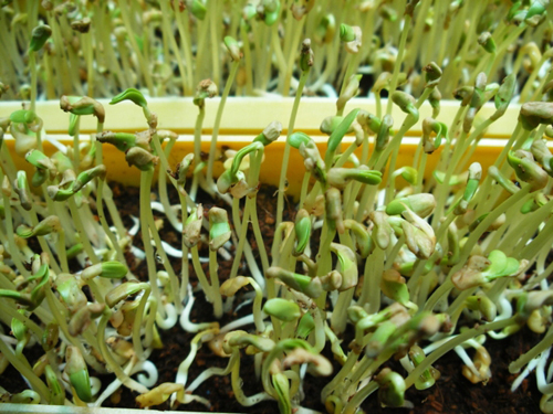 cách trồng rau mầm methi