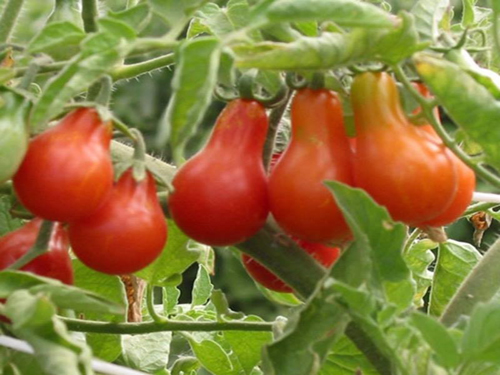 cách trồng cà chua lê đỏ