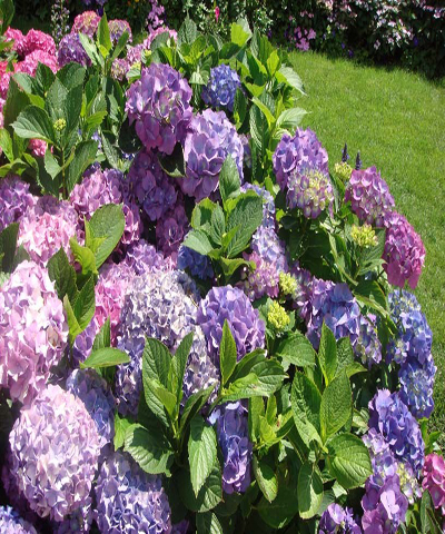 hoa cẩm tú cầu