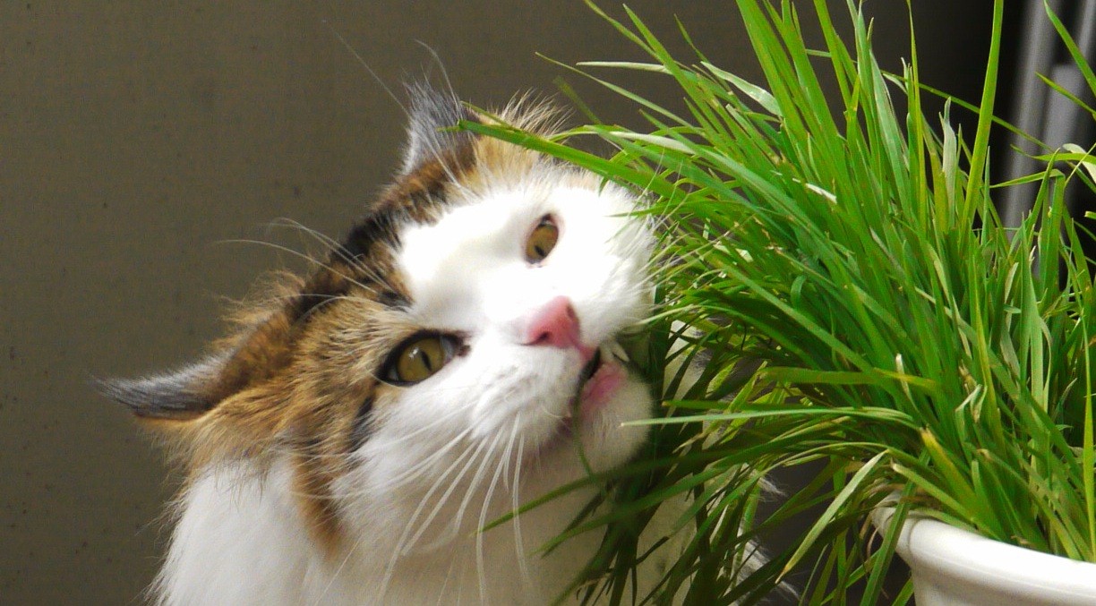 hạt giống cỏ cho mèo