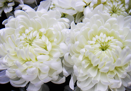 Ý nghĩa hoa cúc trắng - Siêu Thị Hạt Giống