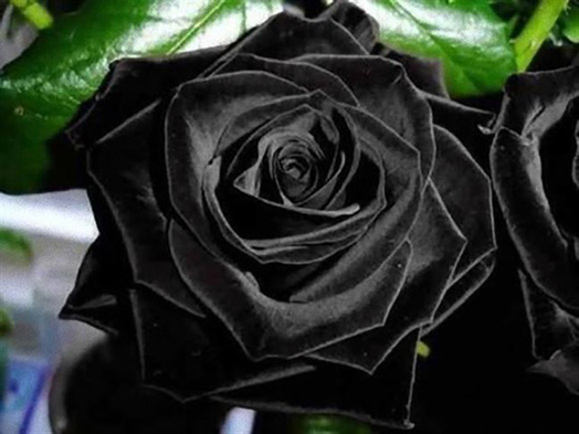 cách trồng hạt giống hoa hồng đen