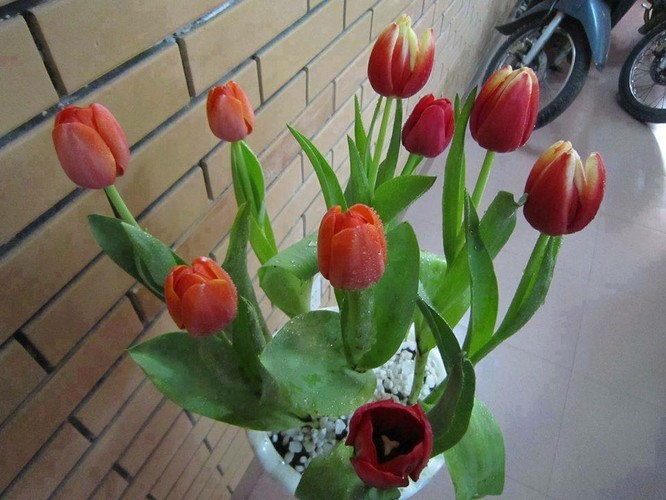 hoa tuylip