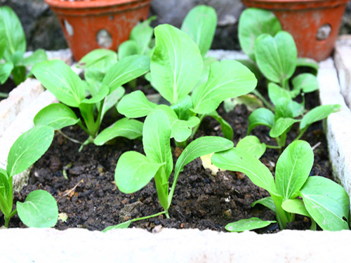 cách trồng rau cải chíp