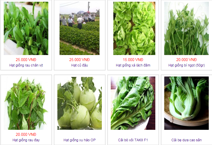 Bán buôn hạt giống rau - Siêu Thị Hạt Giống