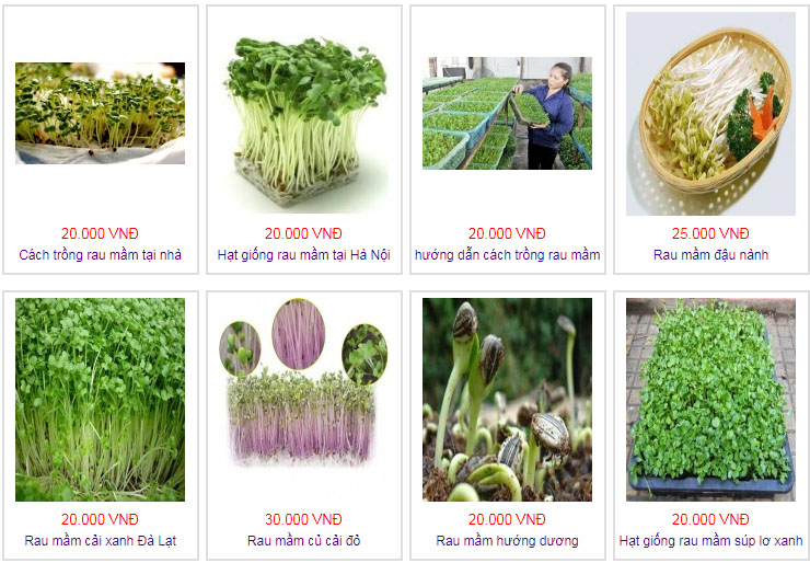 Mua hạt giống rau mầm ở Hà nội - Siêu Thị Hạt Giống