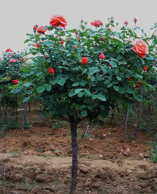 cách trồng hoa hồng thân gỗ