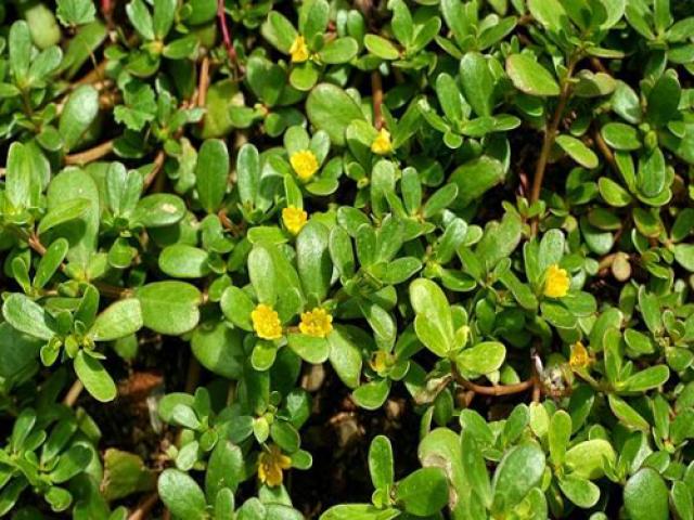Hạt giống rau sam - Siêu Thị Hạt Giống