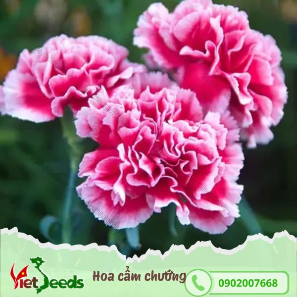 hạt giống hoa cẩm chướng
