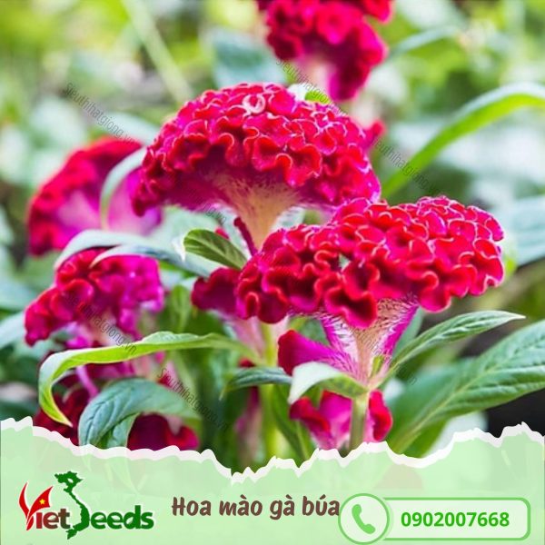 hạt giống hoa mào gà búa