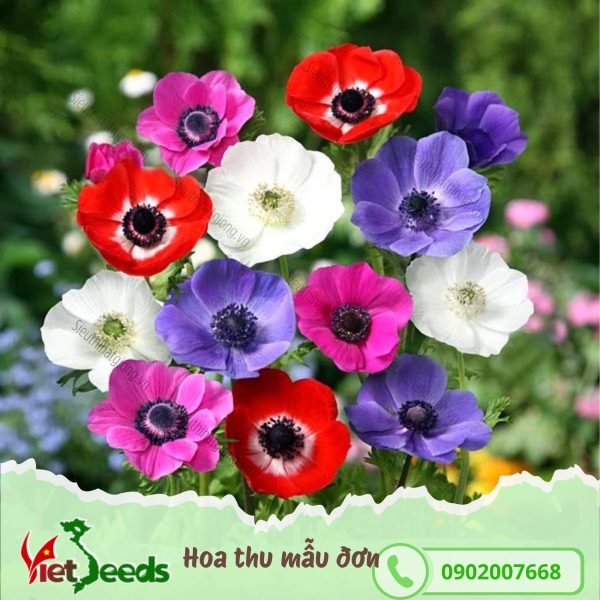 hạt giống hoa thu mẫu đơn