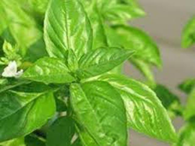 Rau thơm xả - Siêu Thị Hạt Giống