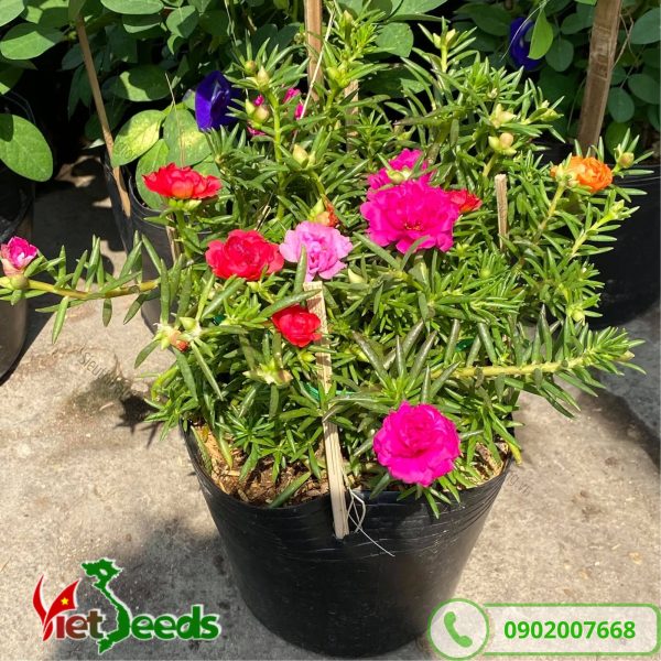 hoa mười giờ được trồng bằng chậu