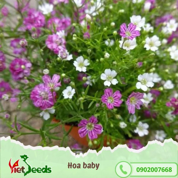 hạt giống hoa baby