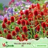hạt giống hoa cúc bách nhật đỏ