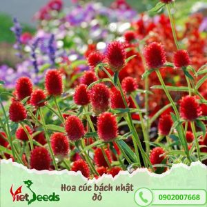 hạt giống hoa cúc bách nhật đỏ