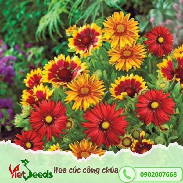 hạt giống hoa cúc cong chua