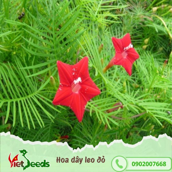 hạt giống hoa dây leo đỏ