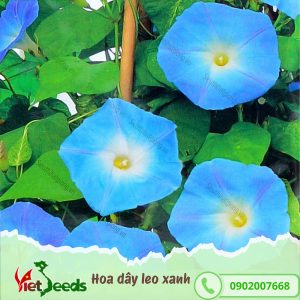 hoa dây leo xanh