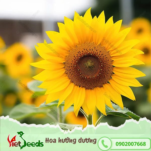 hạt giống hoa hướng dương