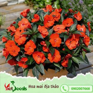 hạt giống hoa mai địa thảo