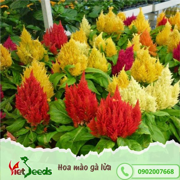 hạt giống hoa mào gà lửa