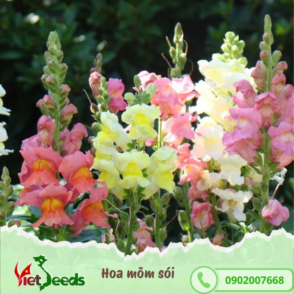 hạt giống hoa mõm sói