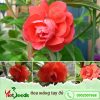 hạt giống hoa móng tay đỏ