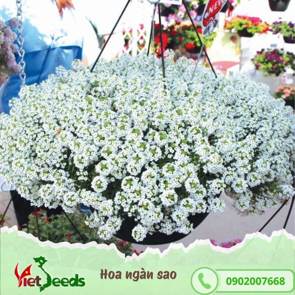 hạt giống hoa ngàn sao