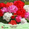 hạt giống hoa phong lữ nhiều màu
