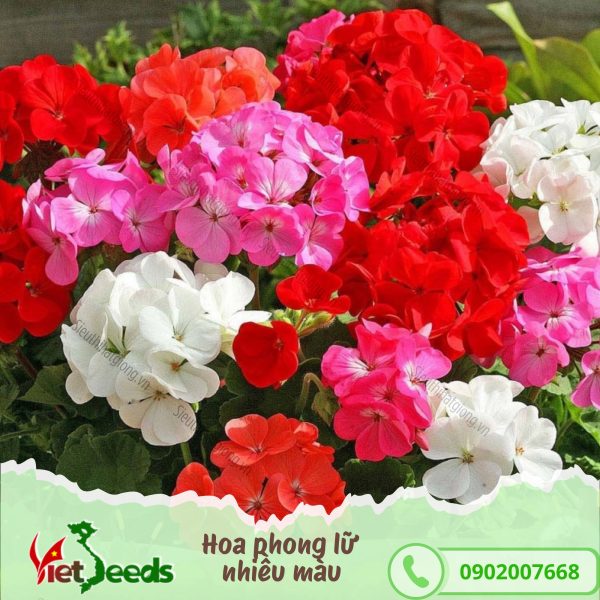 hạt giống hoa phong lữ nhiều màu