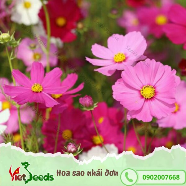 hạt giống hoa sao nhái đơn