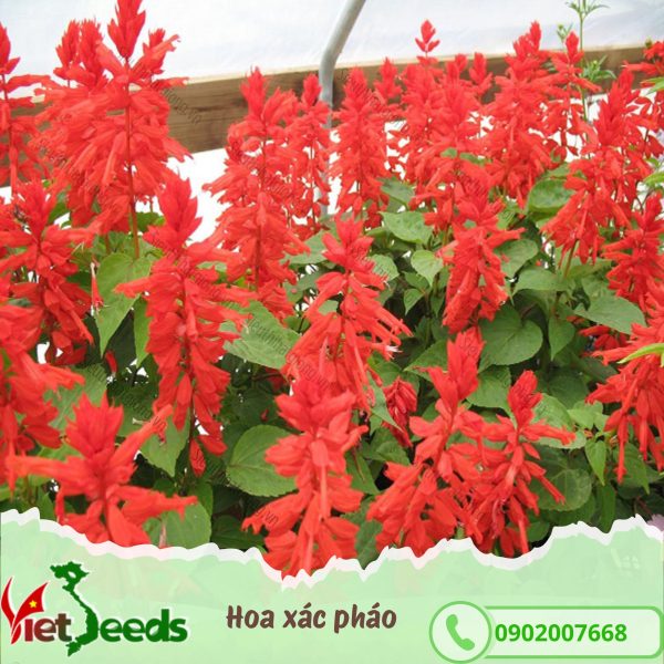 hat giong hoa xac phao