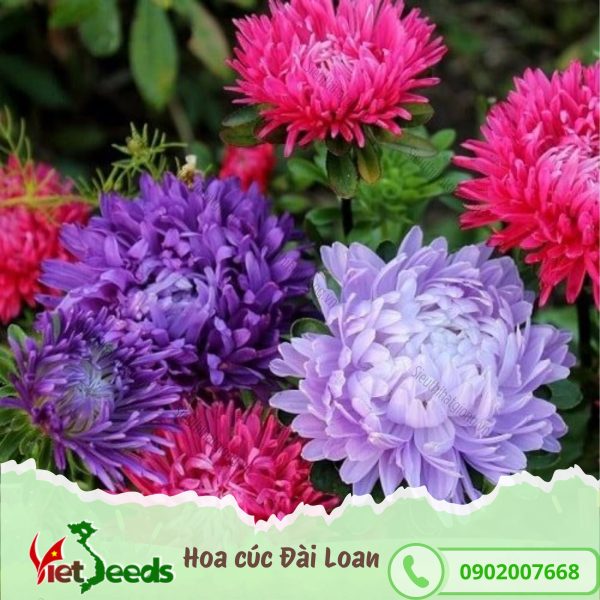 hạt giống hoa cúc đài loan
