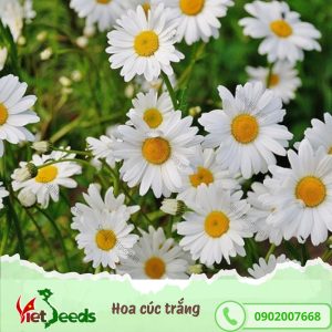 hạt giống hoa cúc trắng