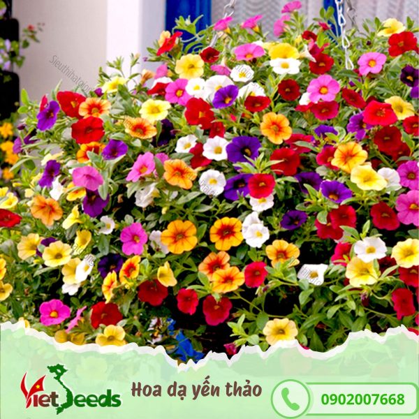 hạt giống hoa dạ yến thảo