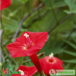 hoa dây leo đỏ rất dễ trồng