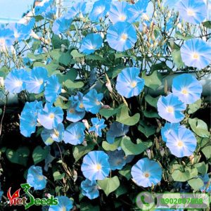 hoa dây leo xanh rất dễ trồng
