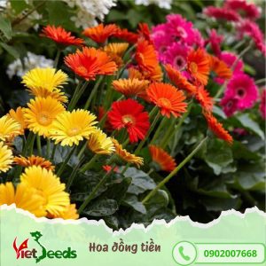 hạt giống hoa đồng tiền
