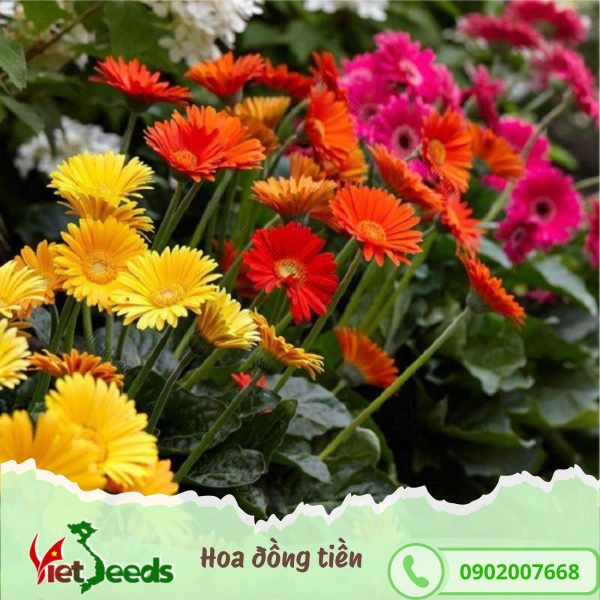 hạt giống hoa đồng tiền