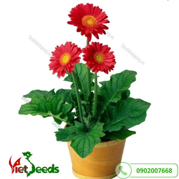 hoa đồng tiền màu đỏ