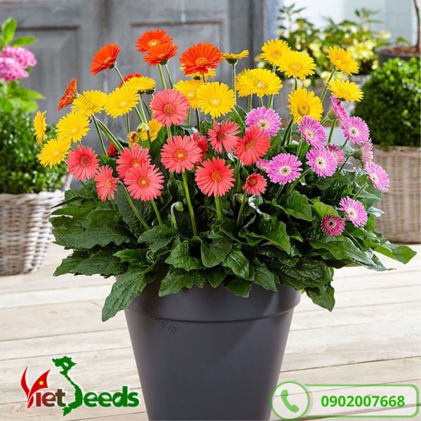 hoa đồng tiền trồng chậu