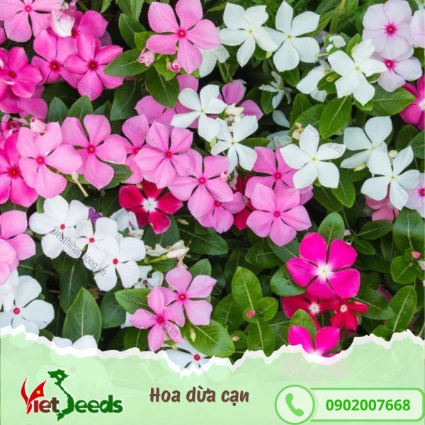 hạt giống hoa dừa cạn