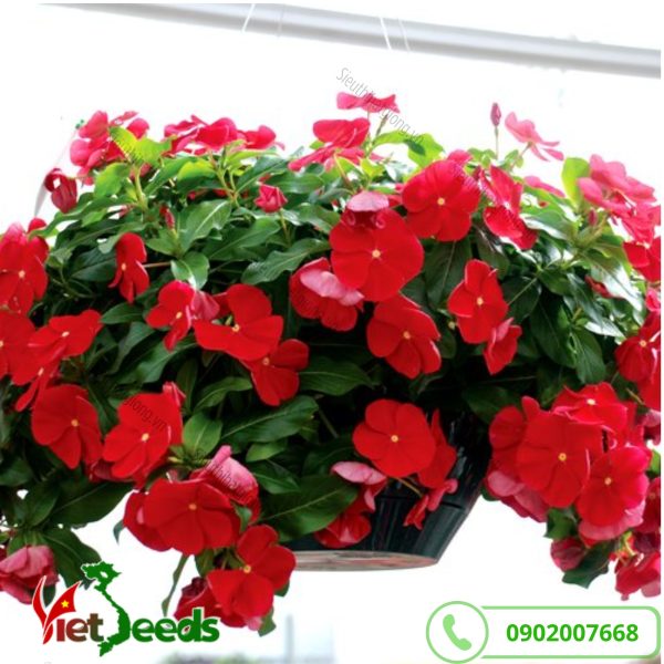 hoa dừa cạn rủ màu đỏ